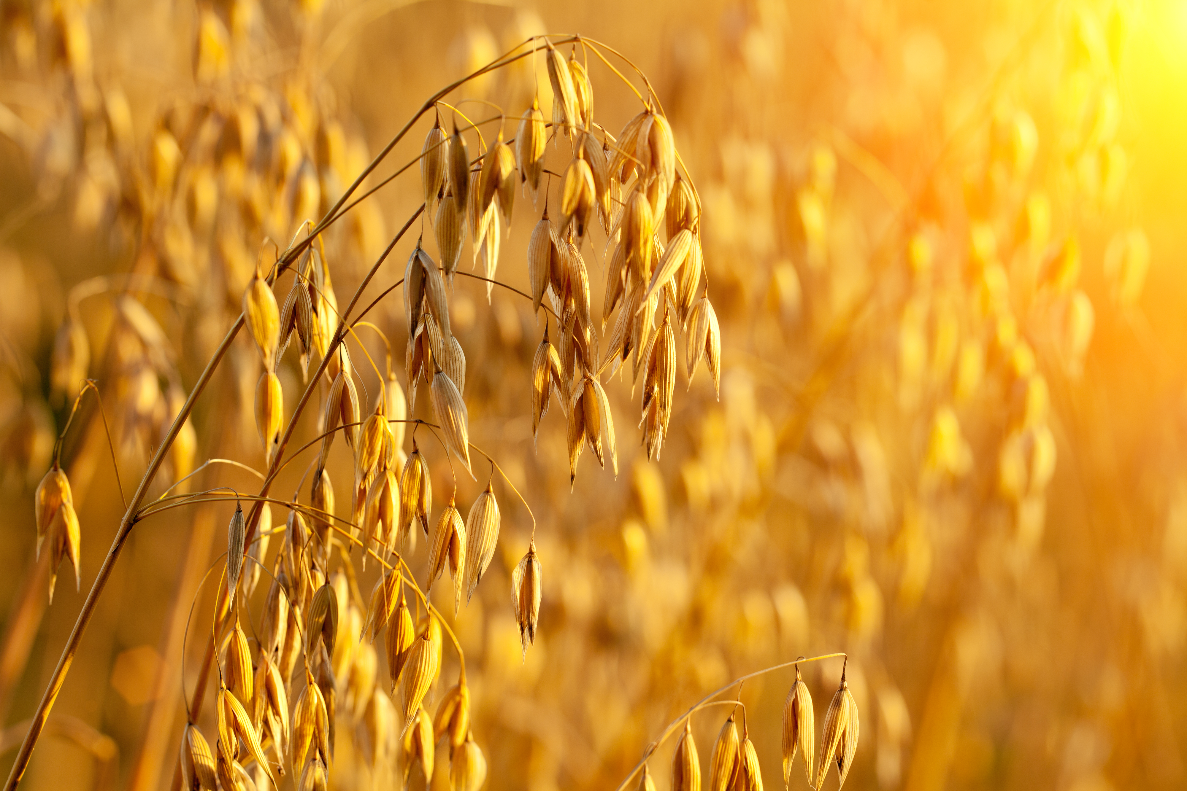 Oat field at sunset